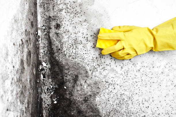 Best Local Mold Removal Service  in Rock Hill, SC