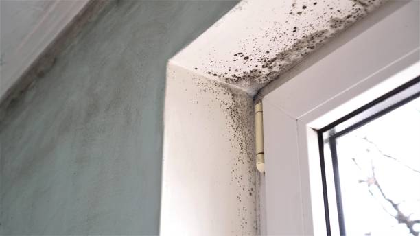 Best Mold Damage Repair  in Rock Hill, SC