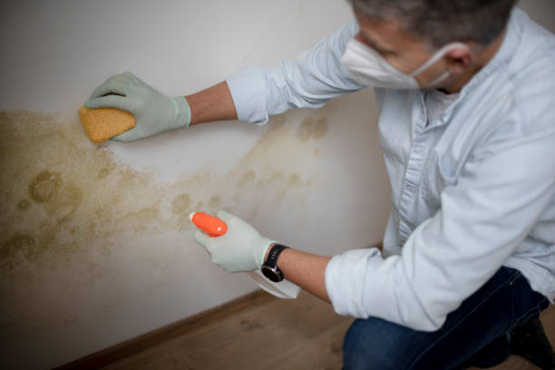 Best Black Mold Removal  in Rock Hill, SC