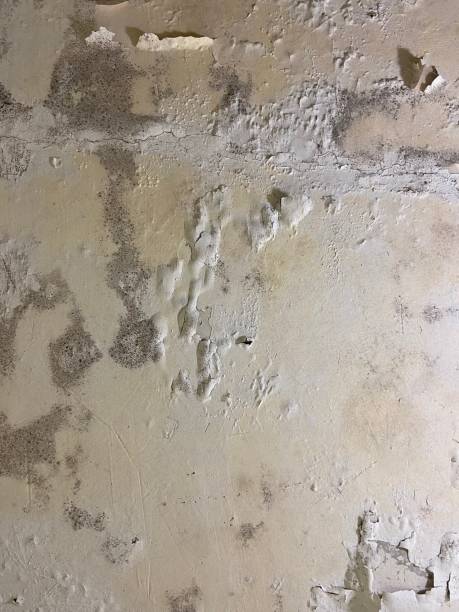 Best Emergency Mold Removal  in Rock Hill, SC