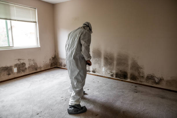 Mold Testing and Removal in Rock Hill, SC
